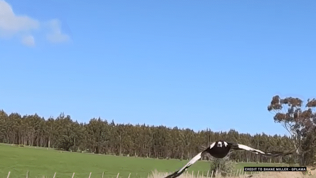 A shadow, a clacking, then an attack: Australia’s vicious magpies