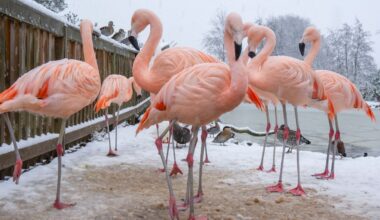 Pink Chilean flamingos in Scotland — and other news in pictures