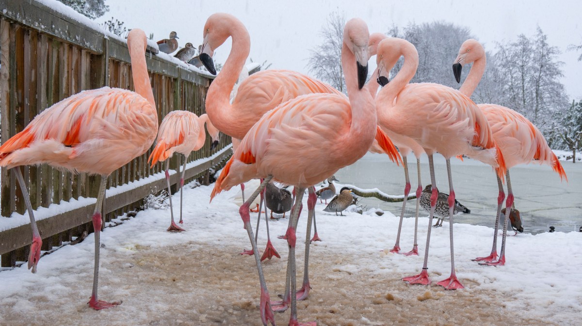 Pink Chilean flamingos in Scotland — and other news in pictures
