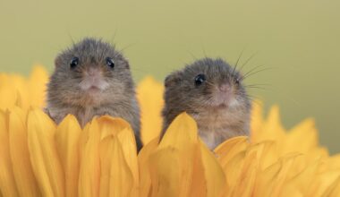 Tiny harvest mice hide in a sunflower — and other news in pictures