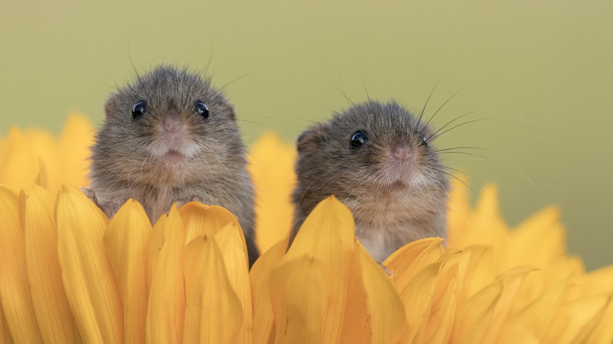 Tiny harvest mice hide in a sunflower — and other news in pictures