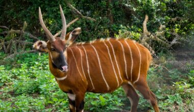 The Kenyan ranger who risks his life to save rare animal he’s seen once