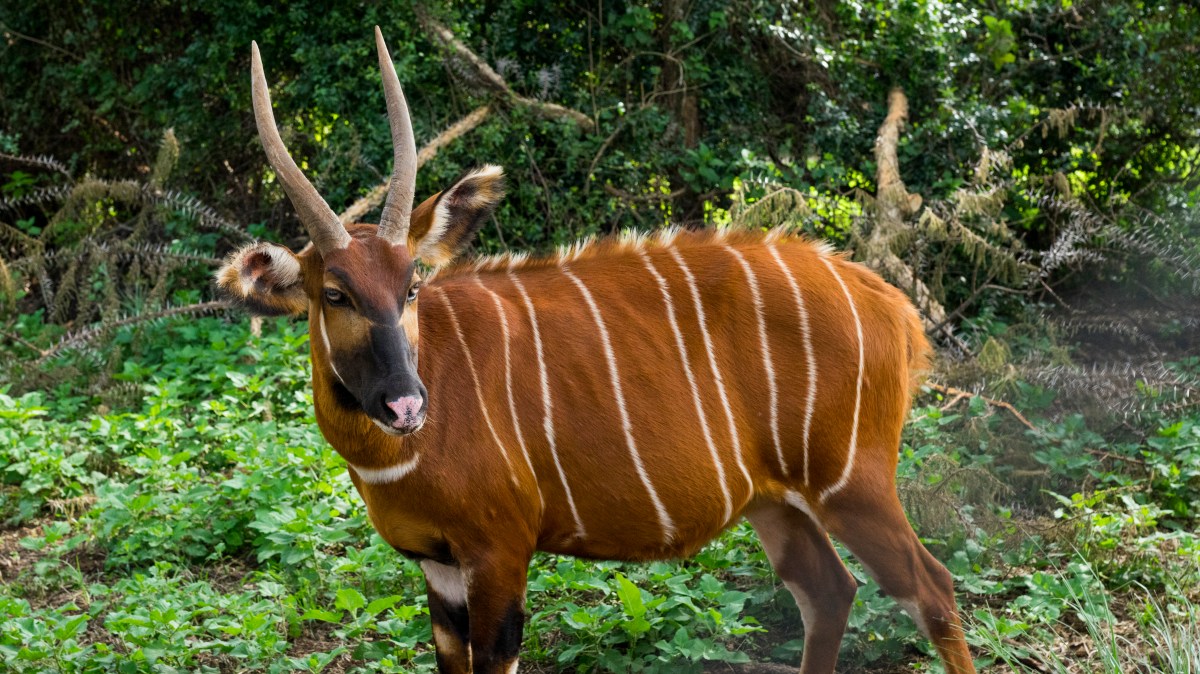 The Kenyan ranger who risks his life to save rare animal he’s seen once