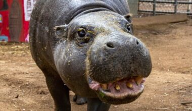 World’s oldest pygmy hippo celebrates birthday — and other news in pictures