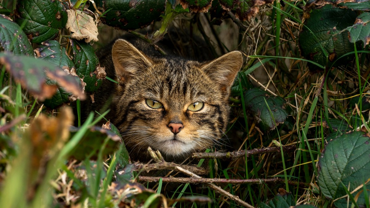 Wildcats could return to southwest of England