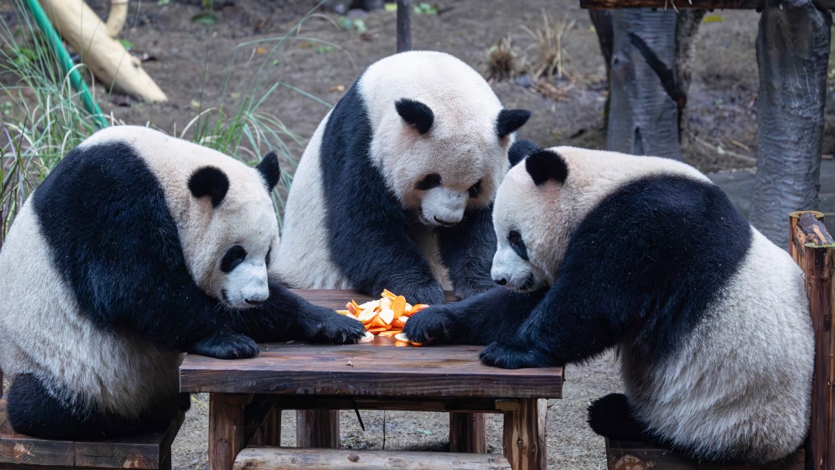 A panda bears’ picnic — and other news in pictures