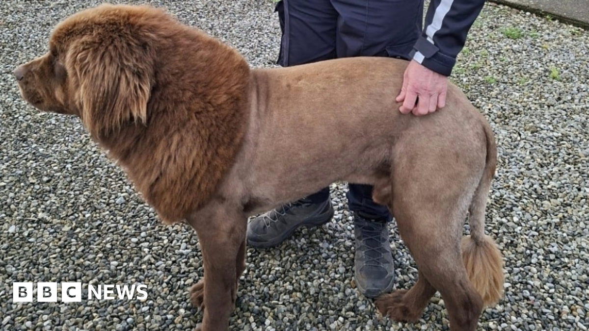 A photo of Mouse, a large brown Newfoundland dog. His coat is shaved and thicker from the neck to head and at the bottom of his tail. He is being petted by a police officer outside.