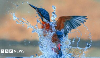 A grey seal pup among rocks and seaweed looking in the direction of the camera.
