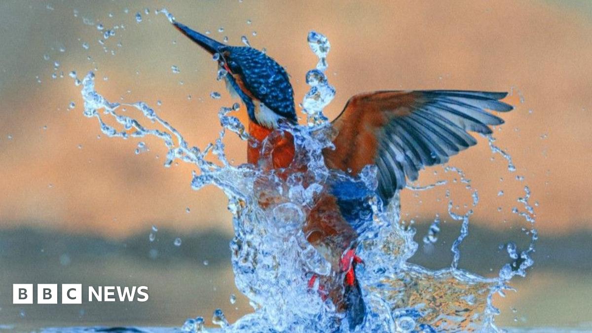 A grey seal pup among rocks and seaweed looking in the direction of the camera.
