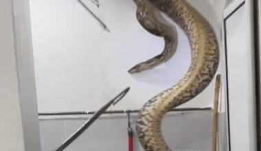 SITI ZUBAIDAH ZAKARAYA