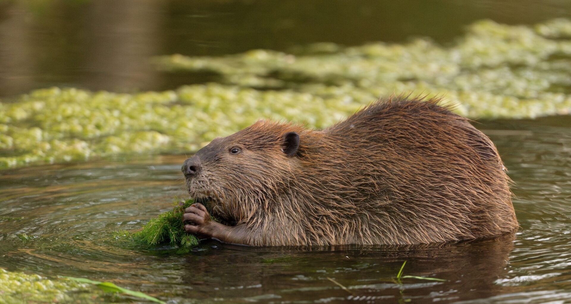 How the story of a beaver who pawed her glass window could improve the way we keep horses