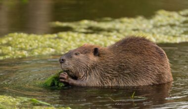 How the story of a beaver who pawed her glass window could improve the way we keep horses