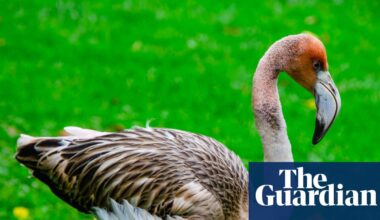Frankie the flamingo missing after escaping from wildlife sanctuary in Cornwall | Cornwall