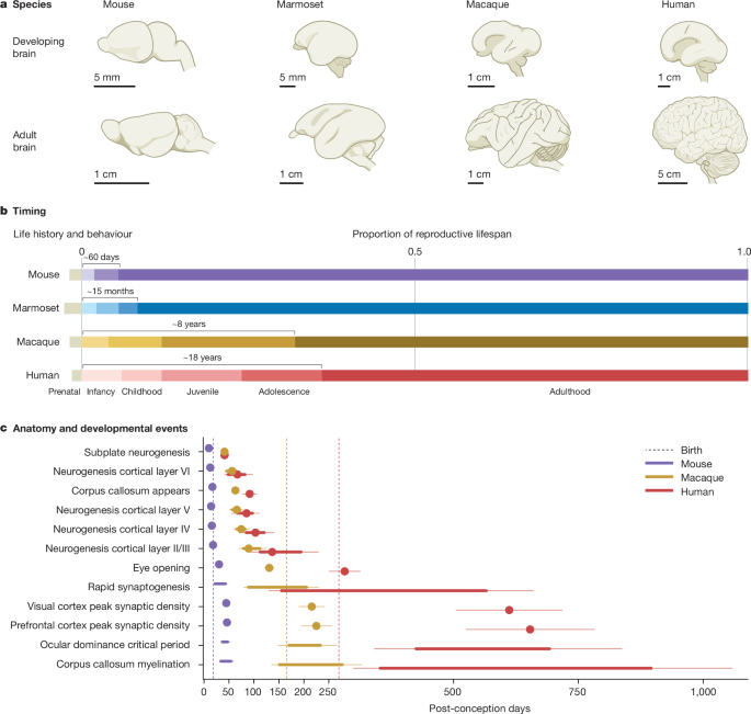 The new frontier in understanding human and mammalian brain development