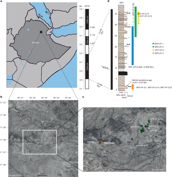 New finds shed light on diet and locomotion in Australopithecus deyiremeda