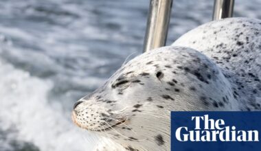 The great escape: seal flees killer whales by jumping on to photographer’s boat | Wildlife