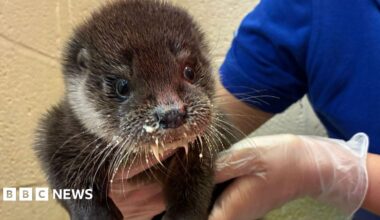 Iris the otter is being held by a carer.  Iris has dark brown and white fur. Her whiskers are covered in milk.  There is a white coloured wall behind her.