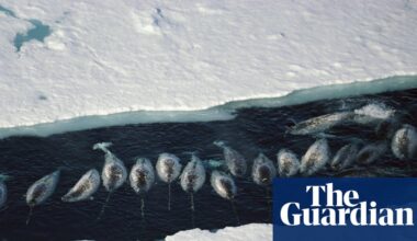 ‘The narwhals stop calling’: how the noise from ships is silencing wildlife in the Arctic | Whales