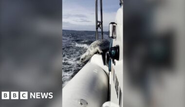 A seal on the side of a boat