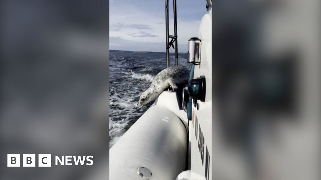 A seal on the side of a boat