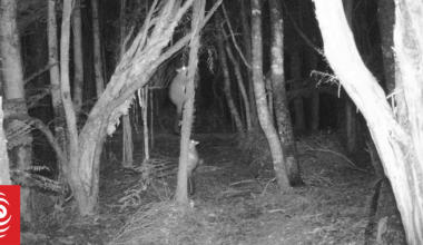 'Reinvasion is inevitable': Joy over zero possums in Wainuiomata short-lived