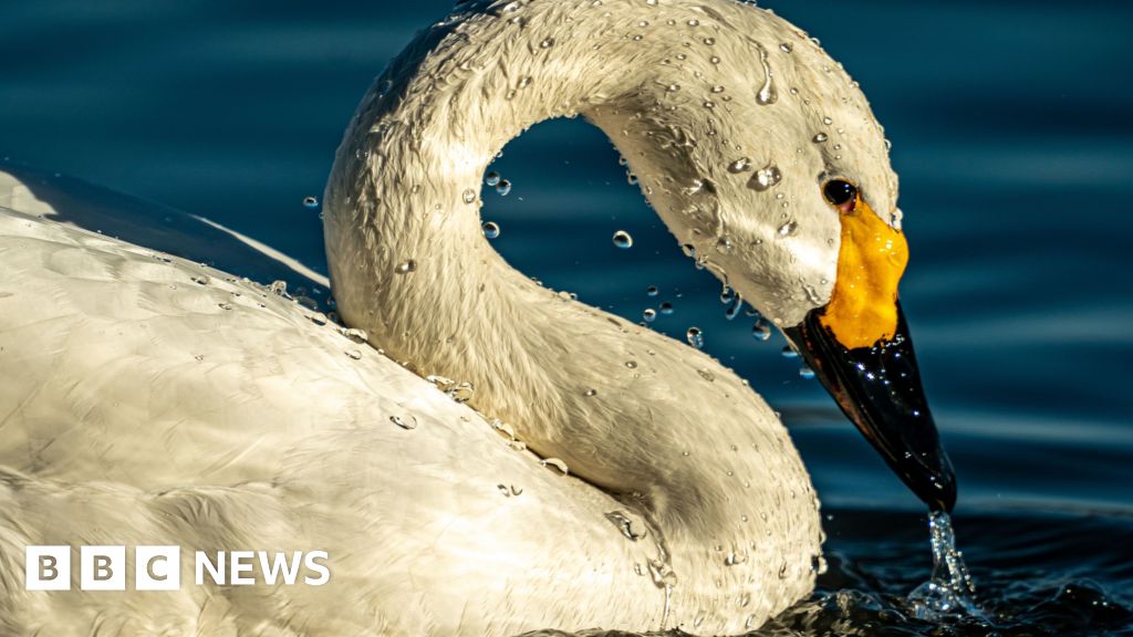 A Bewick's swan with a wet head