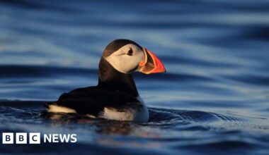 Isle of Muck comeback 'proves restoration works'