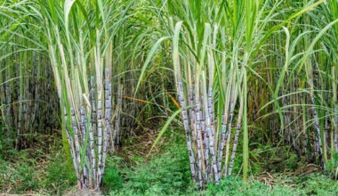 Sugarcane farmers confident Komenda factory revival will get 2026 budget allocation