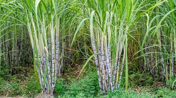 Sugarcane farmers confident Komenda factory revival will get 2026 budget allocation