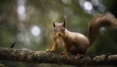 Red squirrel warning as species at risk after bumper crop | UK | News