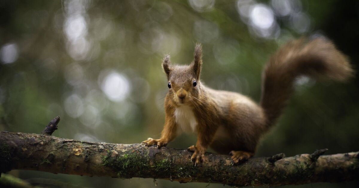 Red squirrel warning as species at risk after bumper crop | UK | News