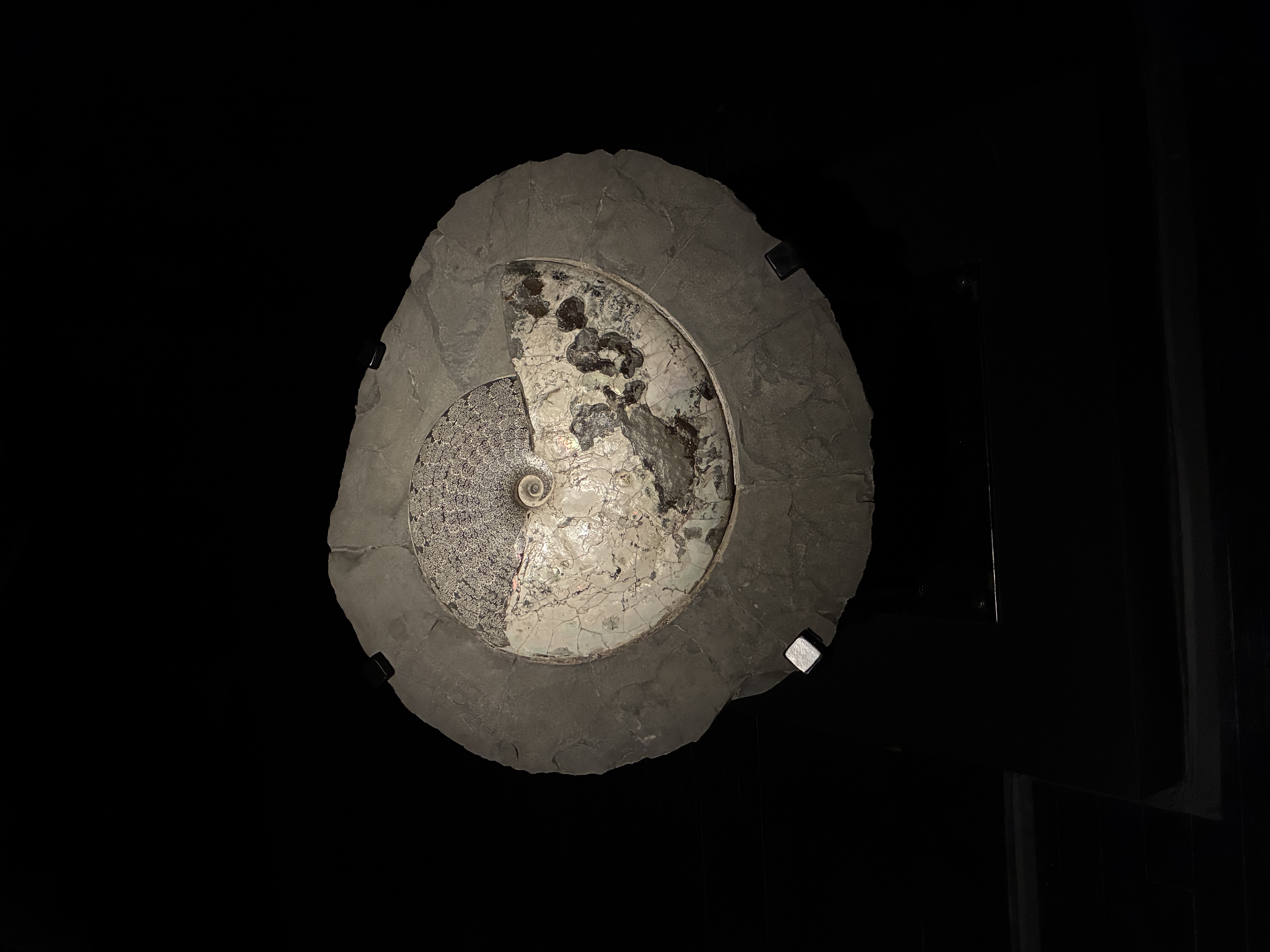 Various posters and dioramas of dinosaurs as part of a museum exhibit