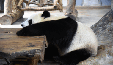 Live: Endearing moments of giant pandas in S. China's Hainan Province