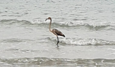 Fugitive flamingo who escaped from wildlife sanctuary in Cornwall spotted in France