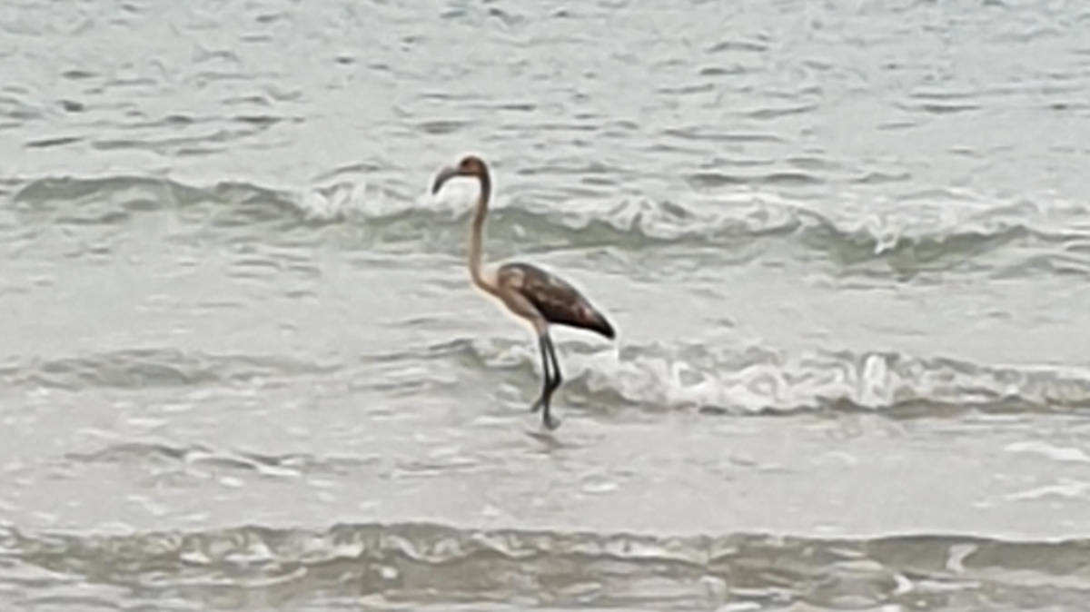 Fugitive flamingo who escaped from wildlife sanctuary in Cornwall spotted in France