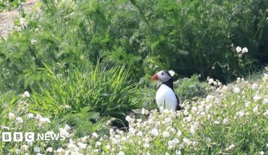 A black and white puffin with a large orange and black beak puffin sailing on blue water