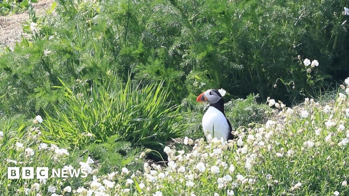 A black and white puffin with a large orange and black beak puffin sailing on blue water