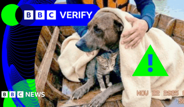 BBC Verify Live: Images of dog rescuing cat in Thai floods likely used AI, expert says