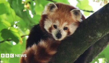 Red panda Suri is lying along a mossy branch under green leaves. Her tail is tucked up towards her face and it is rust-coloured and white stripes. She has black shoulders and her face is a mix of rust-coloured and white fur. She has a black nose, white whiskers and black eyes. She looks like a small bear.