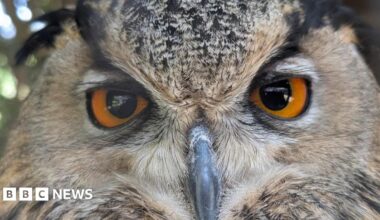 An eagle owl. It has large orange eyes and a black beak. Its feathers are ochre-coloured.
