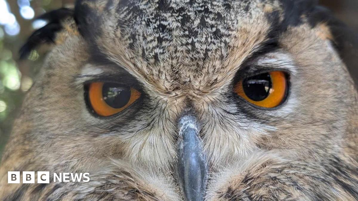 An eagle owl. It has large orange eyes and a black beak. Its feathers are ochre-coloured.