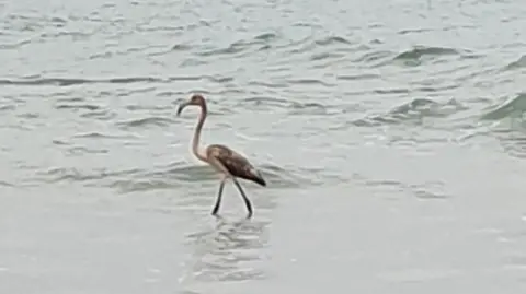 Alice Beddows A young flamingo is standing in shallow waves.