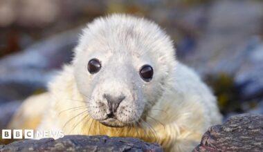 A seal pup with white fur looking towards the camera and lying on rocks on the Farne Islands.