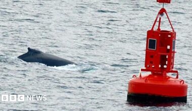 The top and dorsal fin of a whale coming out of the water. There is a red buoy is on the right of it. The sea is a light blue.