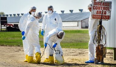 David Quammen, a science writer, has warned that the bird flu infection in Washington state is another alarming development. Pictured: USDA workers at a farm in Eden Valley, Minnesota, in April 2015; they were called to the farm amid a bird flu outbreak