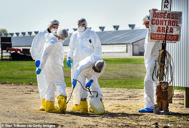 David Quammen, a science writer, has warned that the bird flu infection in Washington state is another alarming development. Pictured: USDA workers at a farm in Eden Valley, Minnesota, in April 2015; they were called to the farm amid a bird flu outbreak