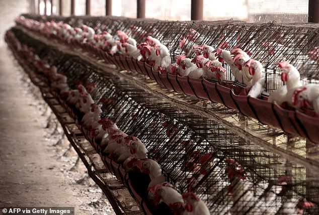 Experts are now calling on governments worldwide to carry out more surveillance for the spread of bird flu among their livestock, including chickens (Stock image)