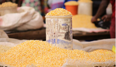 Maize price crashes, leaves Sissala farmers in limbo as harvest season slows