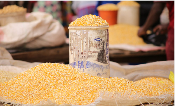 Maize price crashes, leaves Sissala farmers in limbo as harvest season slows