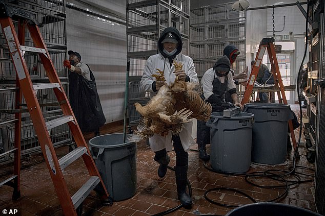 Quammen warned that every time bird flu infects animals, it raises the risk of the virus spreading to humans. Pictured: employees in New York cleaning cages and taking chickens to be slaughtered after an outbreak of bird flu in February